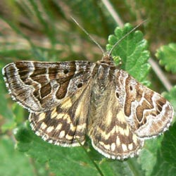 Euclidia mi Euclidia mi